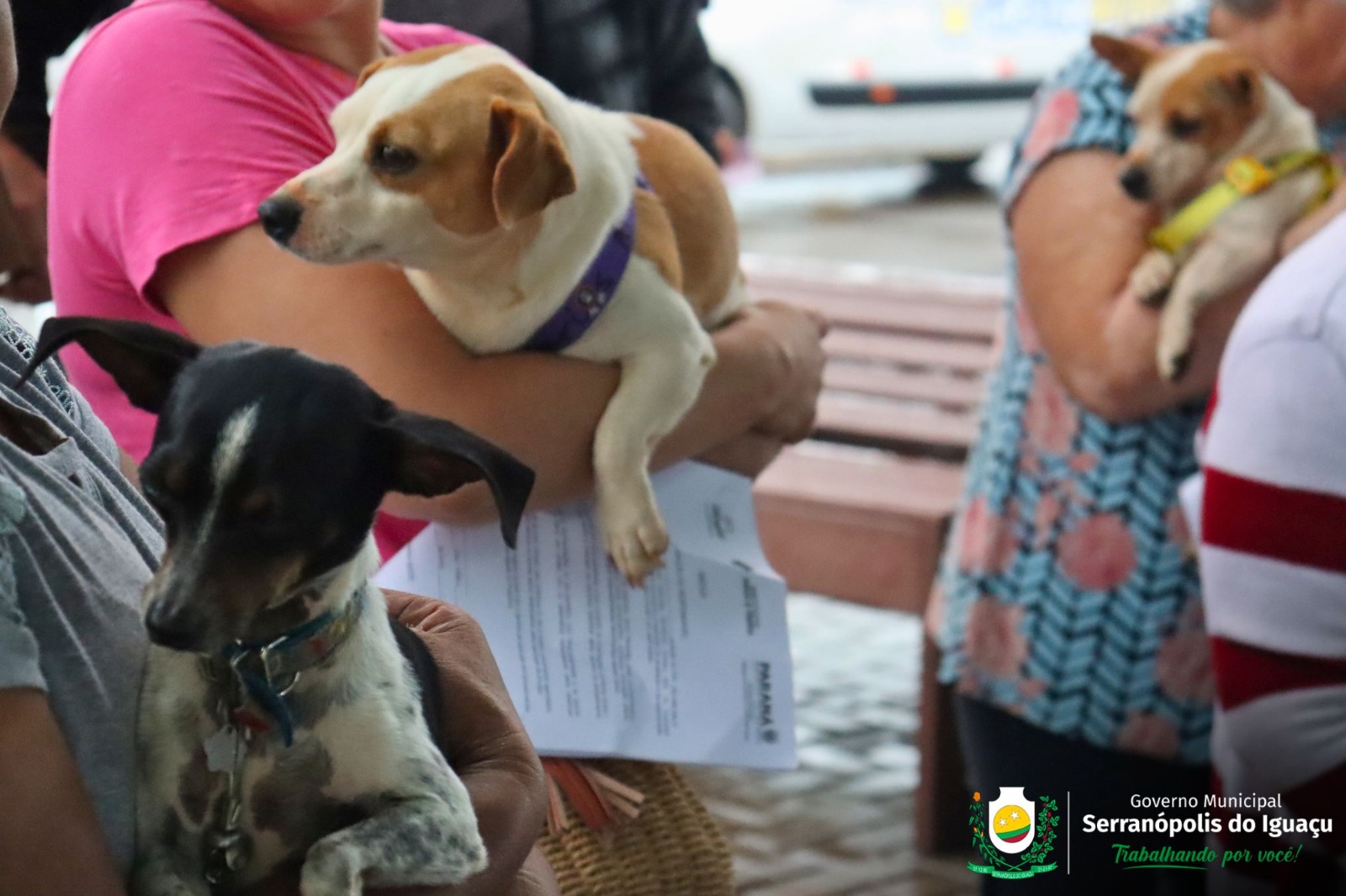 CastraPet é sucesso de adesão em Serranópolis do Iguaçu CastraPet é sucesso de adesão em Serranópolis do Iguaçu