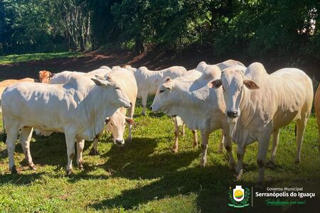 Produtores rurais devem atualizar rebanhos até 30 de junho