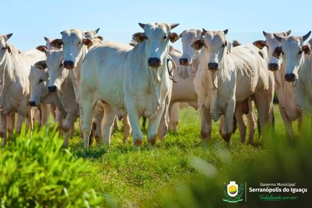Vacinação contra raiva em herbívoros passa a ser obrigatória a partir de 24 de março no Oeste do Paraná