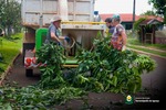 Período de recolha de galhos inicia em dezembro